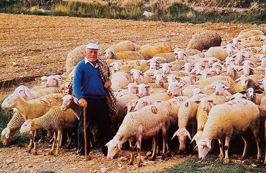 Teruel (Aragón), años 80. Pastor con rebaño ovino. Joaquín Terán