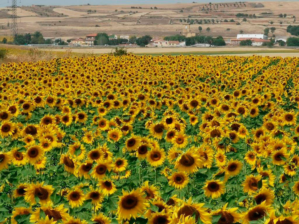 El Gobierno convoca la línea ICO-MAPA-SAECA por 27 millones de euros para facilitar acceso a la financiación a jóvenes agricultores y operadores del sector pesquero